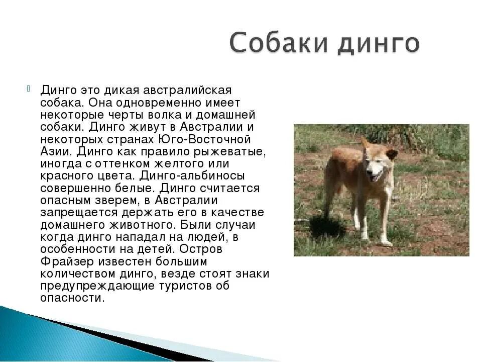 Краткое содержание 2 главы собаки динго. Дикая собака динго доклад. доклад про динго. сообщение о дикой собаке динго. собака динго в австралии сообщение.