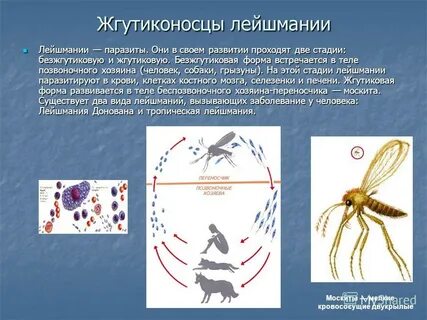 Трипаносома лейшмания лямблия