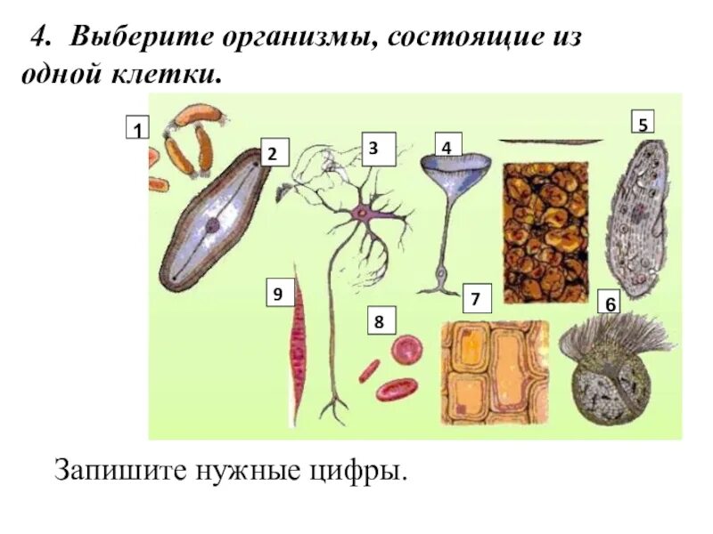 Организмы состоящие из одной клетки. Организмы состоящие из 1 клетки. Из одной клетки состоит тело. Организмы тело которых состоит из одной клетки. Тело всех организмов состоит из клеток