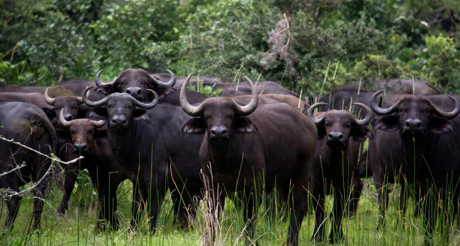 Wildlife holidays. Гомбе-стрим национальный парк. Буйволы в Абхазии. Дикие Буйволы в Абхазии. Национальные парки в Танзании Гомбе стрим.