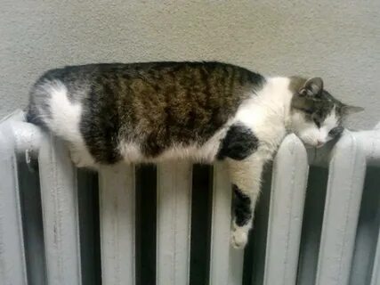 Кошка на батарее