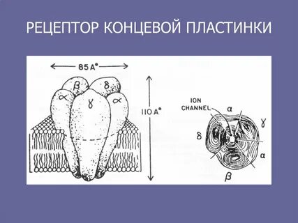 Нервно мышечная концевая пластинка