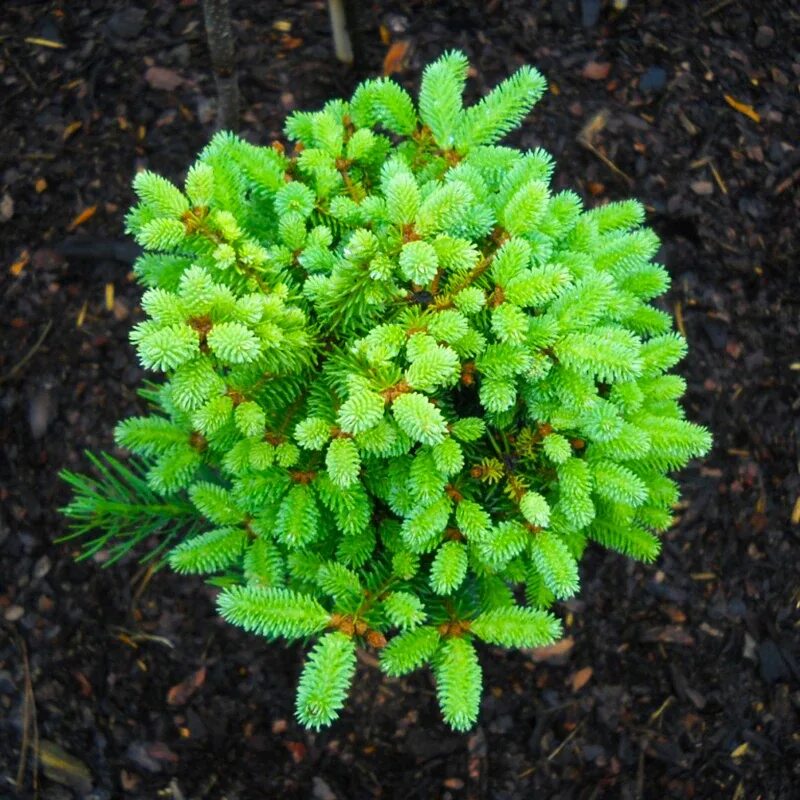 Пихта бальзамическая (Abies balsamea). Пихта Нордмана бальзамическая. Пихта Кавказская Нордмана. Пихта бальзамическая Мичиганская. Лесландия семена купить