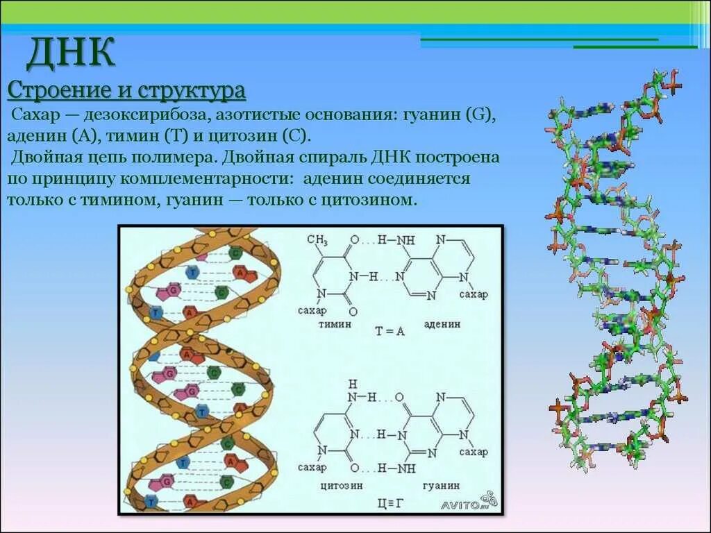 Молекула рнк построена. Химический состав и строение ДНК. Дезоксирибонуклеиновая кислота ДНК строение. ДНК состав строение. Химический состав молекулы ДНК.