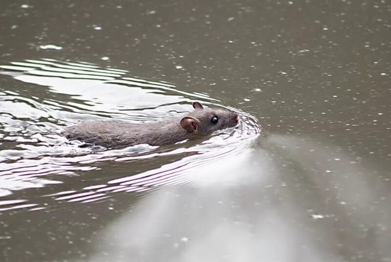 Мышь плывет. Крыса плавает. Плавает мышка. Крыса плавает. Мышка плывет.