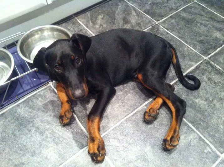 Доберман 3 месяца. Доберман черно подпалый. Доберман 6 месяцев. Доберман 3 месяца. Европейский доберман 3 месяца.
