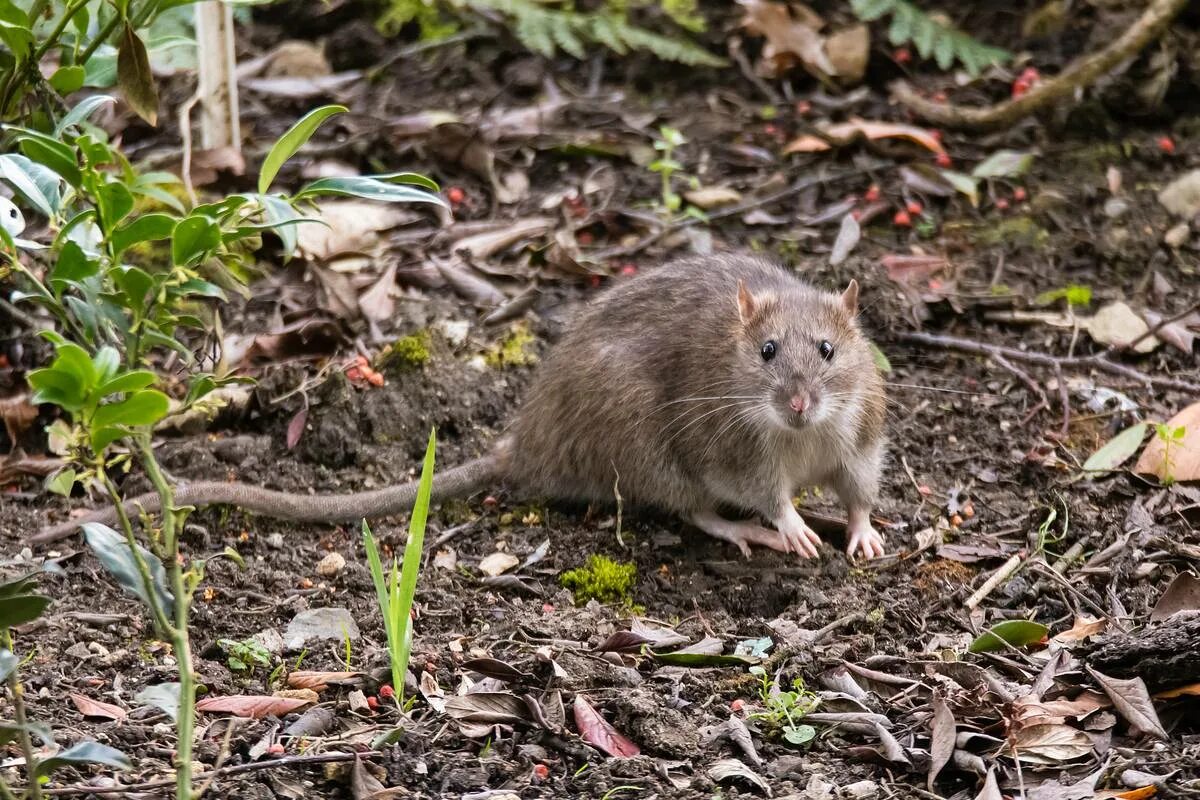 Мыши на участке. Земляная крыса полевка. Земляная крыса лемминг. Серая крыса Rattus norvegicus. Водяная полевка ареал.