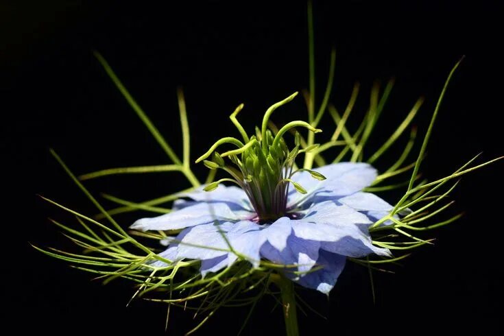 Cumin Black Nigella Sativa Organic 30 Seeds Per Pack Etsy