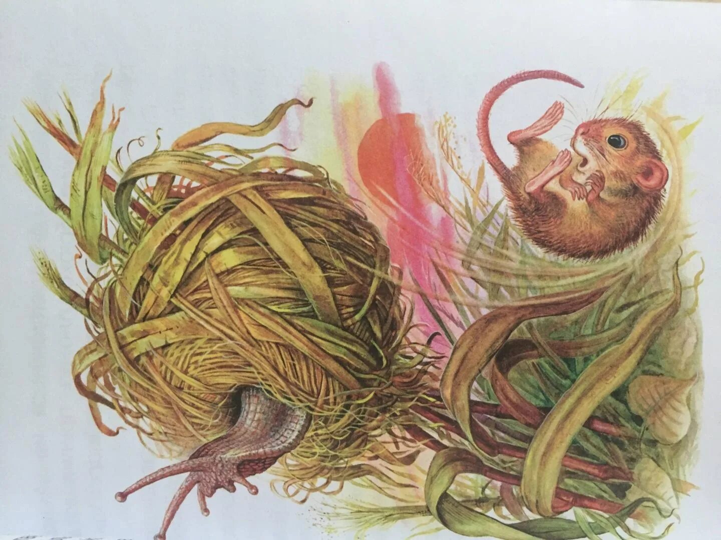 мышонок пик обложка диафильм. мышонок пик 1. бианки мышонок пик продолжение сказки. бианки в. мышонок пик бианки книга.