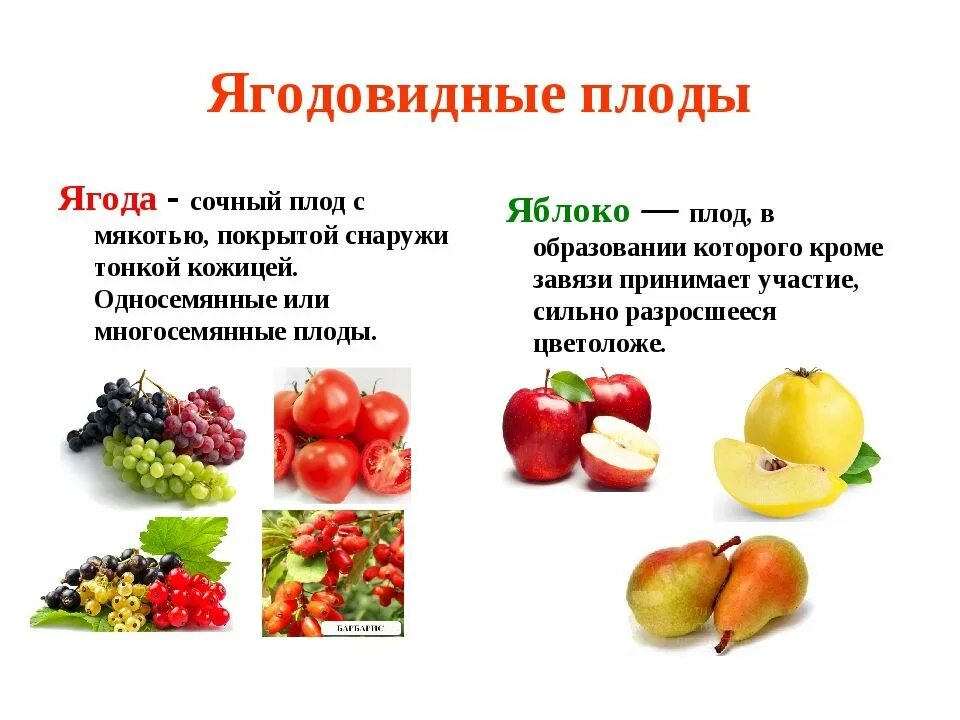 Какие фрукты являются ягодами