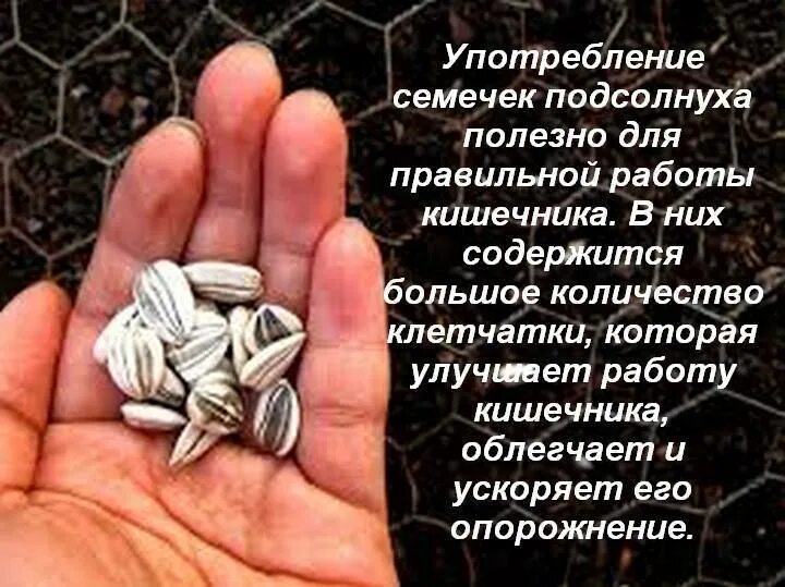 Полезно кушать семечки. Семечки подсолнечника польза. польза семян подсолнечника. полезны ли семечки подсолнуха. полезные семечки для организма.