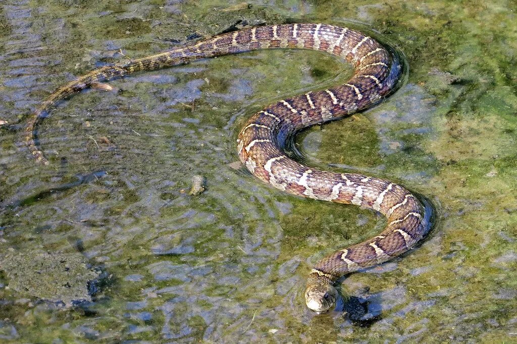 Водяная змейка. Речной полоз. Гадюка водоплавающая. Водяной уж бычколов. Nerodia rhombifer.