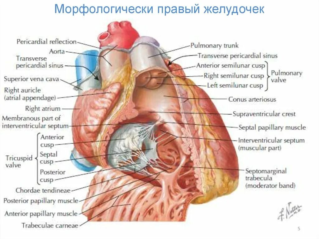 В правый желудочек сердца человека поступает. Правое предсердие анатомия. Наджелудочковый гребень правого желудочка. Правое предсердие сердца анатомия. Сердце анатомия Неттер.