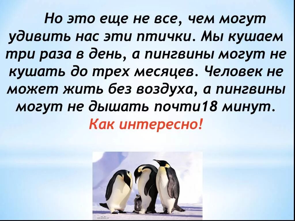 Пингвин умеет летать. Пингвины не умеют летать. Пингвин не умеет. Пингвины презентация. Пингвины не летают.