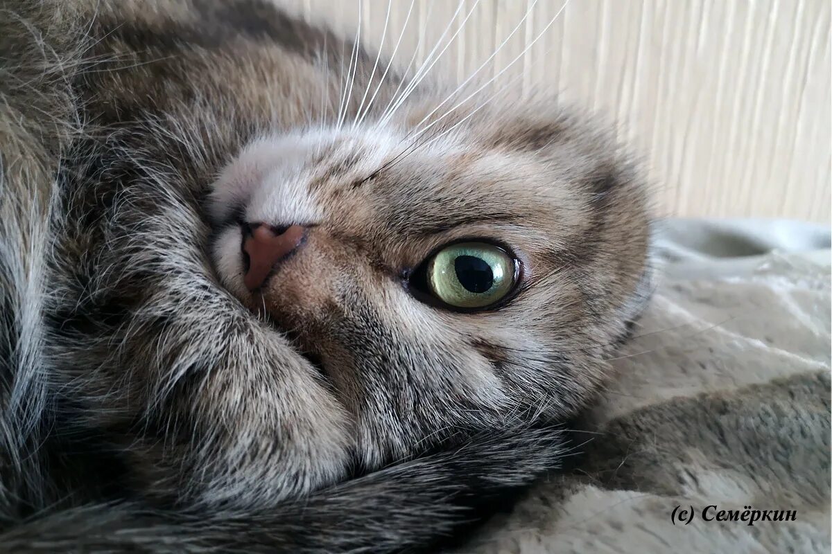 кот будит хозяйку. кот будет хозяина. кошка спит с хозяином. кот будит кота. кот будет хозяина.