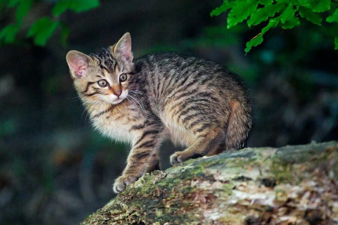 Европейский лесной кот камышовый. Дикая лесная кошка. Лесная кошка котенок. Лесная кошка (felis silvestris). Дикая лесная кошка.