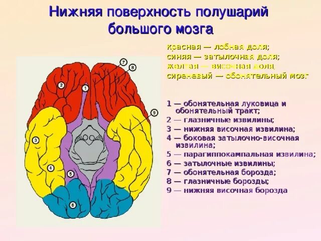Извилины головном мозге анатомия нижняя поверхность. Извилины лобной доли анатомия. Обонятельные луковицы лобных долей. Нижняя поверхность полушария головного мозга. Обонятельные зоны мозга