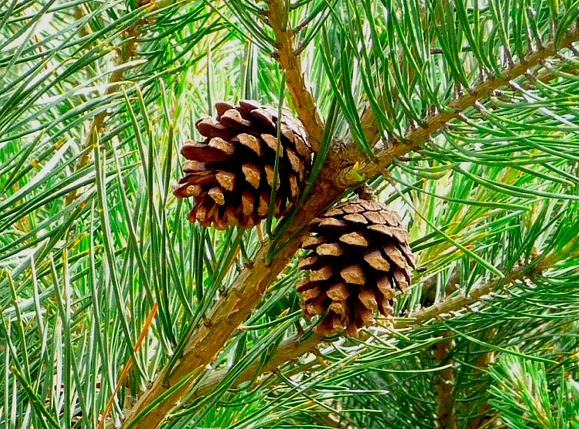 Pinus Sylvestris шишка. Сосна обыкновенная шишки и хвоинки. Шишка сосны обыкновенной. Сосна обыкновенная лапоника шишки.