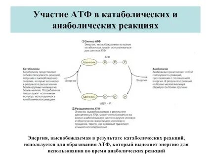 Расщепление атф энергия