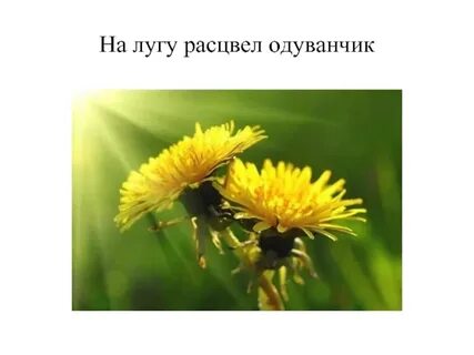 Солнышко росло