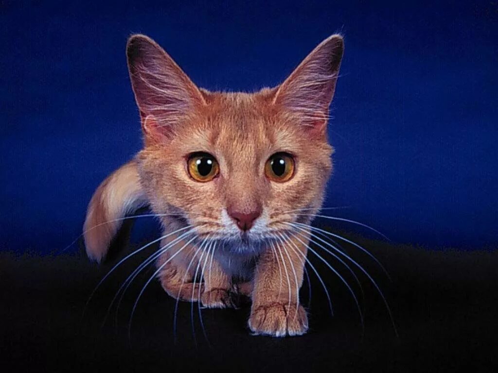 Котенок. Котенок с милыми глазками. Милый котик. Картинка кот в маленьком размере 50 на 50. Включи пожалуйста кошечки.