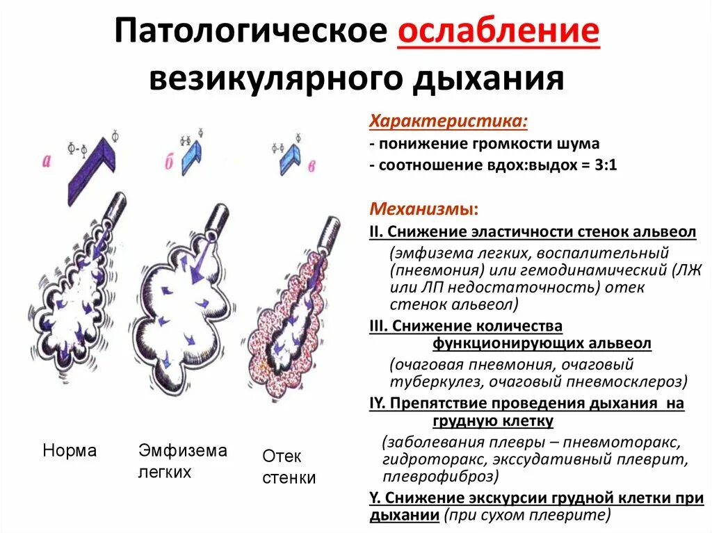 Нормальное везикулярное дыхание. Патологически усиленное везикулярное дыхание. Разновидности везикулярного дыхания. Везикулярное дыхание усиление и ослабление. Патологии везикулярного дыхания.