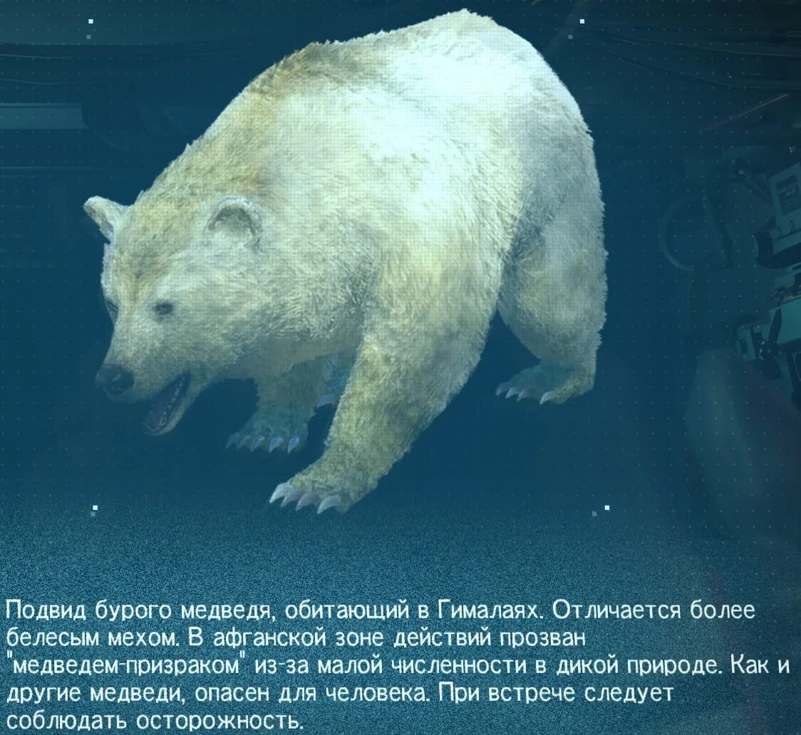 Опасны ли медведи. Медведь опасен для человека. Печень белого медведя ядовита. Белый медведь опасен для человека. Медведь призрак.