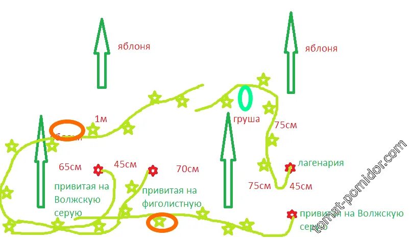 Схема посадки тыквы в открытом грунте расстояние. Тыква схема посадки в открытый грунт. схема посадки тыквы в открытом. схема посадки тыквы и кабачков в открытый грунт. кабачки схема посадки в открытый.