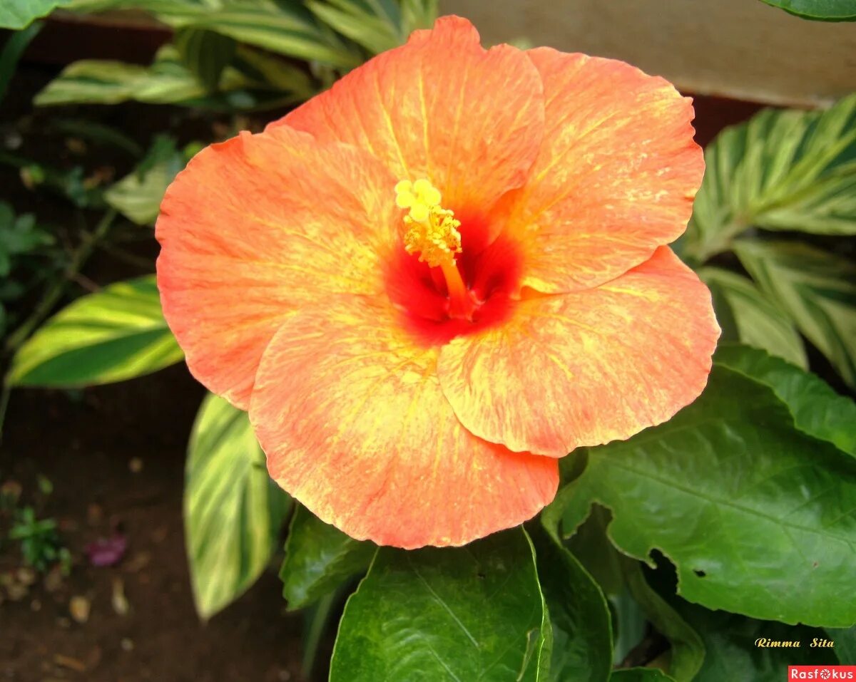 Гибискус shiva. Флора индии. Индийские цветы. Лотос священный розовый nelumbo nucifera. Национальный цветок индии.