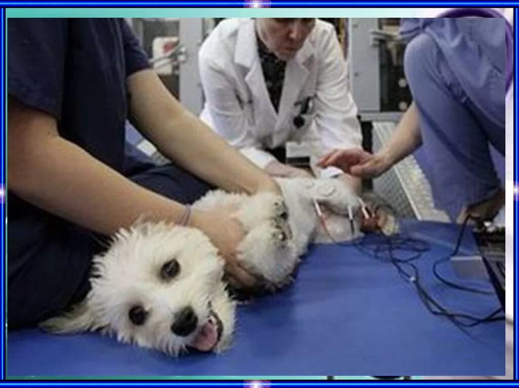 Фиксация животных Ветеринария. Операции ветеринаров