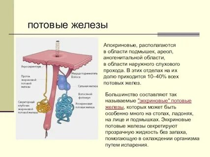 Апокринные железы