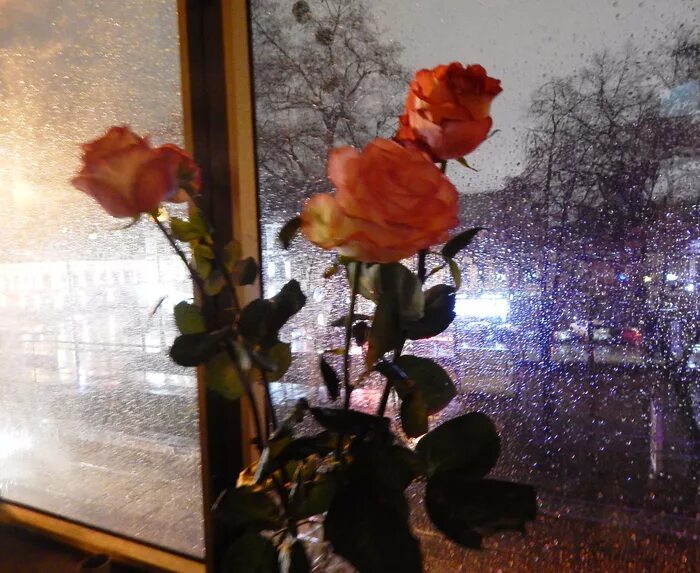 Тепло на улице тепло в душе. Цветы вечером на окне. Цветы на зимнем окне. Розы на зимнем окне.