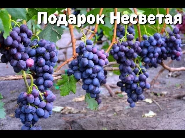 Сорт винограда подарок Несветая. Виноград Несветая. Виноград Заря Несветая. Виноград памяти Несветая.