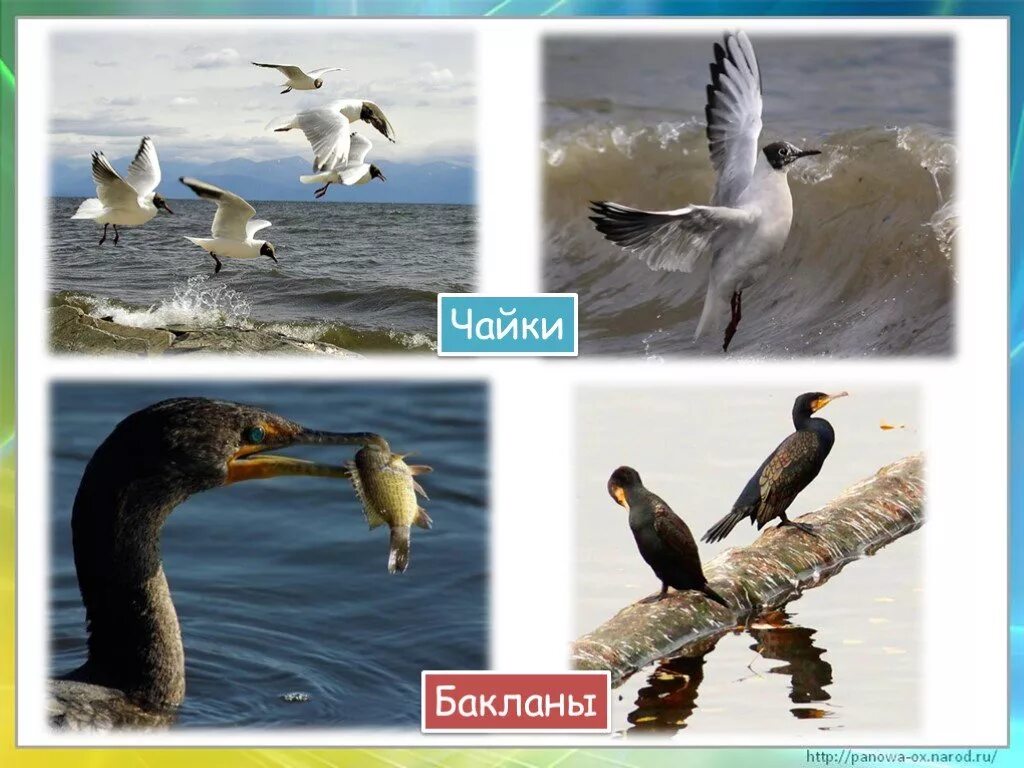 У черного моря окр мир 4 класс. Птицы черноморского побережья кавказа. животные зоны у чёрного моря. птицы субтропической зоны. чайка и баклан отличия.