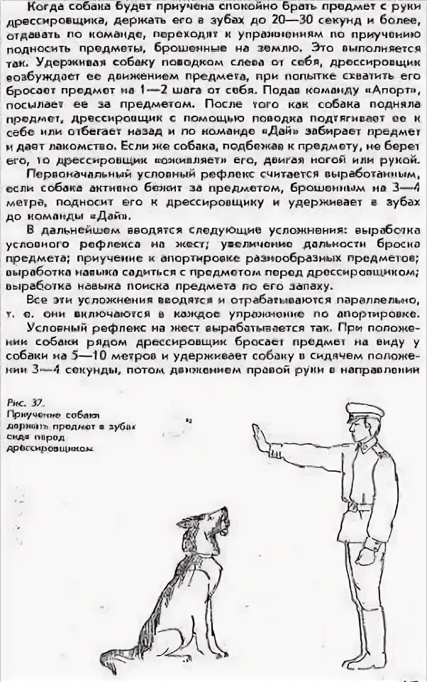 Как научить собаку команде апорт. Дрессировка собак команда апорт. команды для собак. как научить собаку командам.