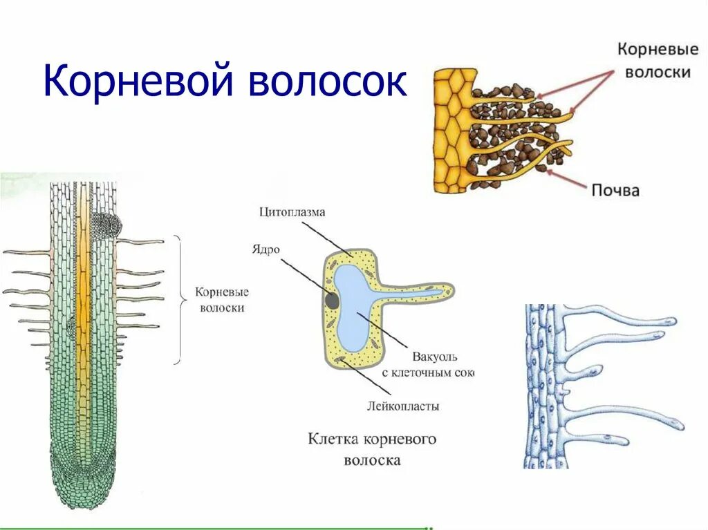 Клетка корневого волоска строение