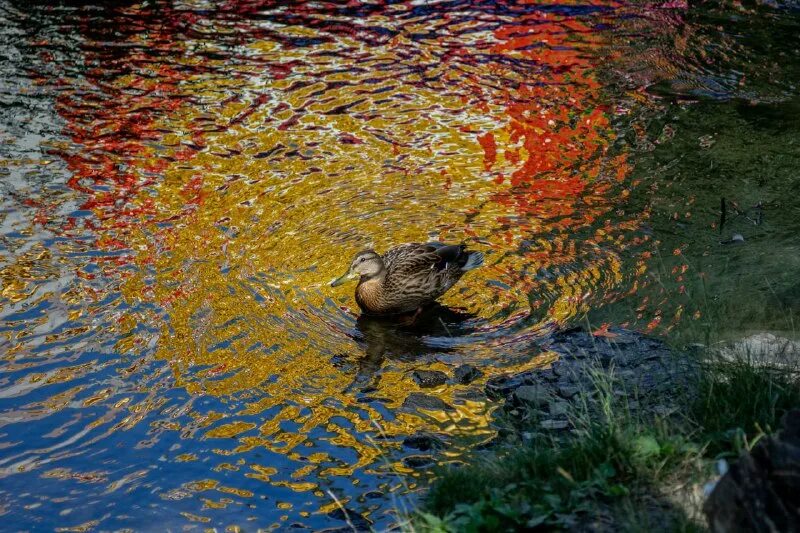 Ботинки в луже. Маленькая лужа. Лужа. Лужа вдруг. Грязная лужа.