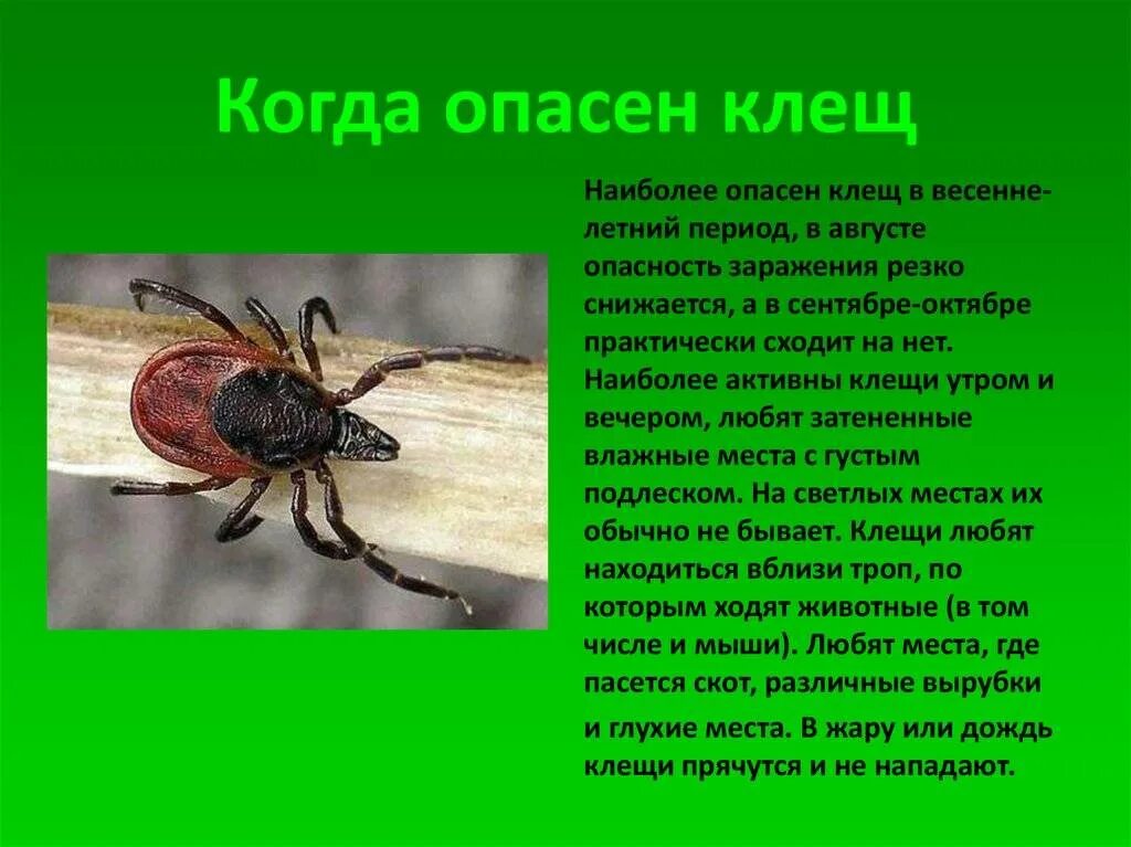 Зачем нужны клещи. Опасность клещей для человека. Какие клещи опасны для человека.