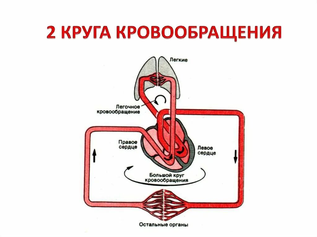 Второй круг кровообращения возник. Коронарный круг кровообращения схема. Физиология кровообращения. Система кровообращения физиология. Круги кровообращения физиология сердца.