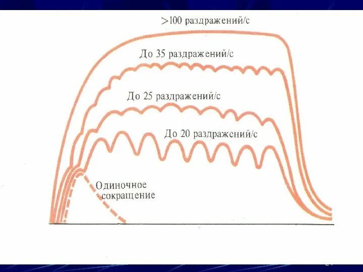 Фазы парабиоза. Фазы парабиоза