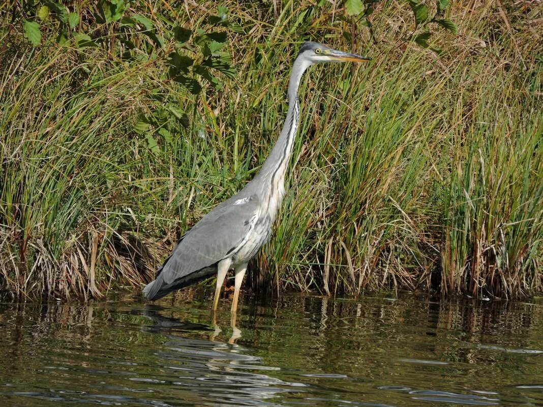 Цапля турчанинова. Серая цапля в сибири. Серая цапля. Серая цапля астраханского заповедника. Цапля херон турция.