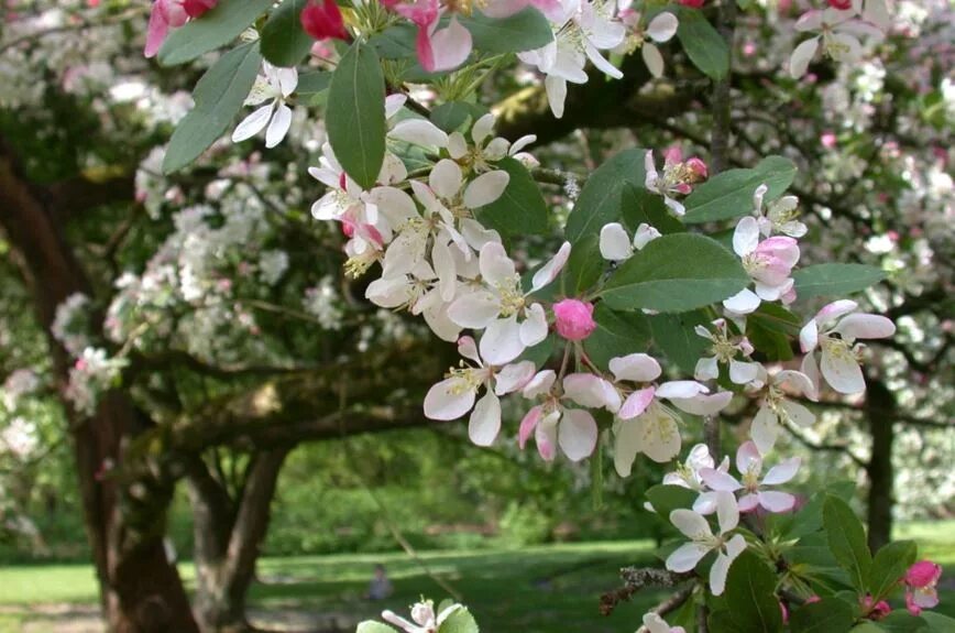 Malus floribunda. Малус флорибунда. Malus floribunda Bush. Яблоня флорибунда