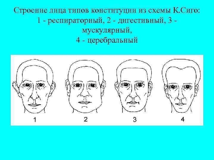 Типы строения лица. Типы лица церебральный респираторный. Респираторный Тип лица. Церебральный Тип лица. Как меняется строение