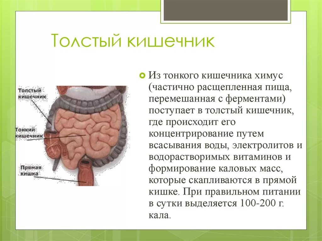 Анатомия и физиология кишечника. Тонкий и толстый кишечник. Анатомия и физиология тонкого кишечника. Прямая толстая и тонкая кишка