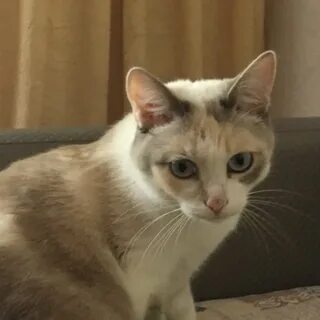 Кошка абрамова