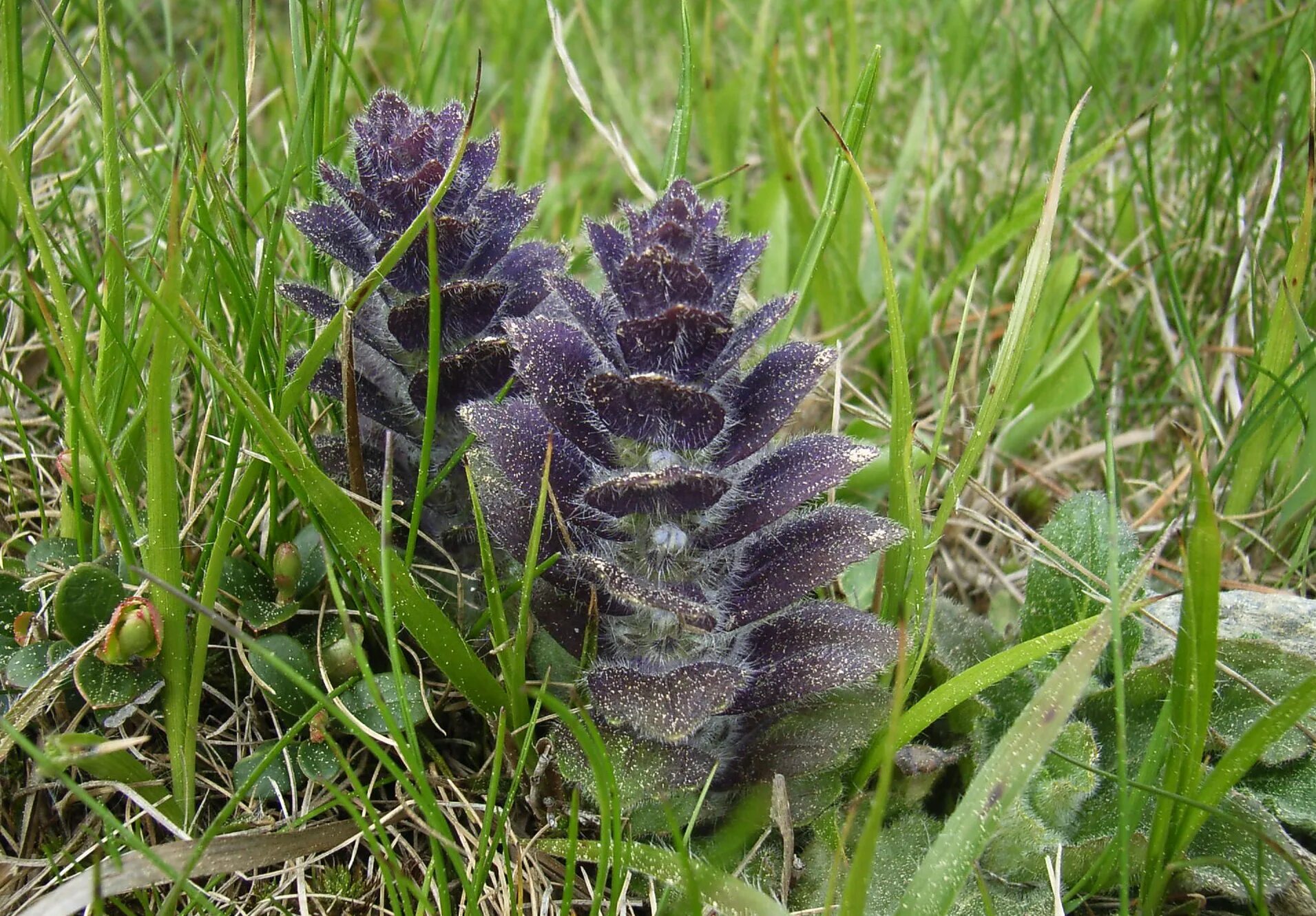 Аюга туркестанская. Живучка pyramidalis. Живучка пирамидальная (Ajuga pyramidalis). Аюга живучка. Живучка ёлочковидная.