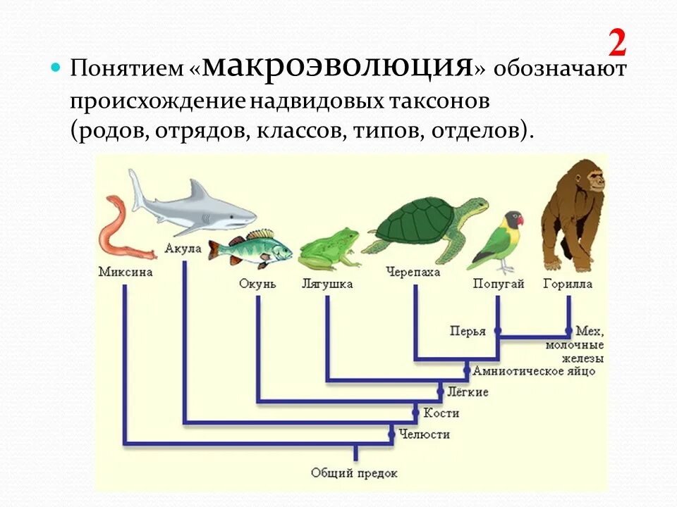 Биологическая микроэволюция. Макроэволюция таблица 9 класс биология. Примеры эволюционных преобразований живых организмов схема. Макроэволюция это в биологии 9 класс кратко. Таблица по биологии 9 класс Макроэволюция.