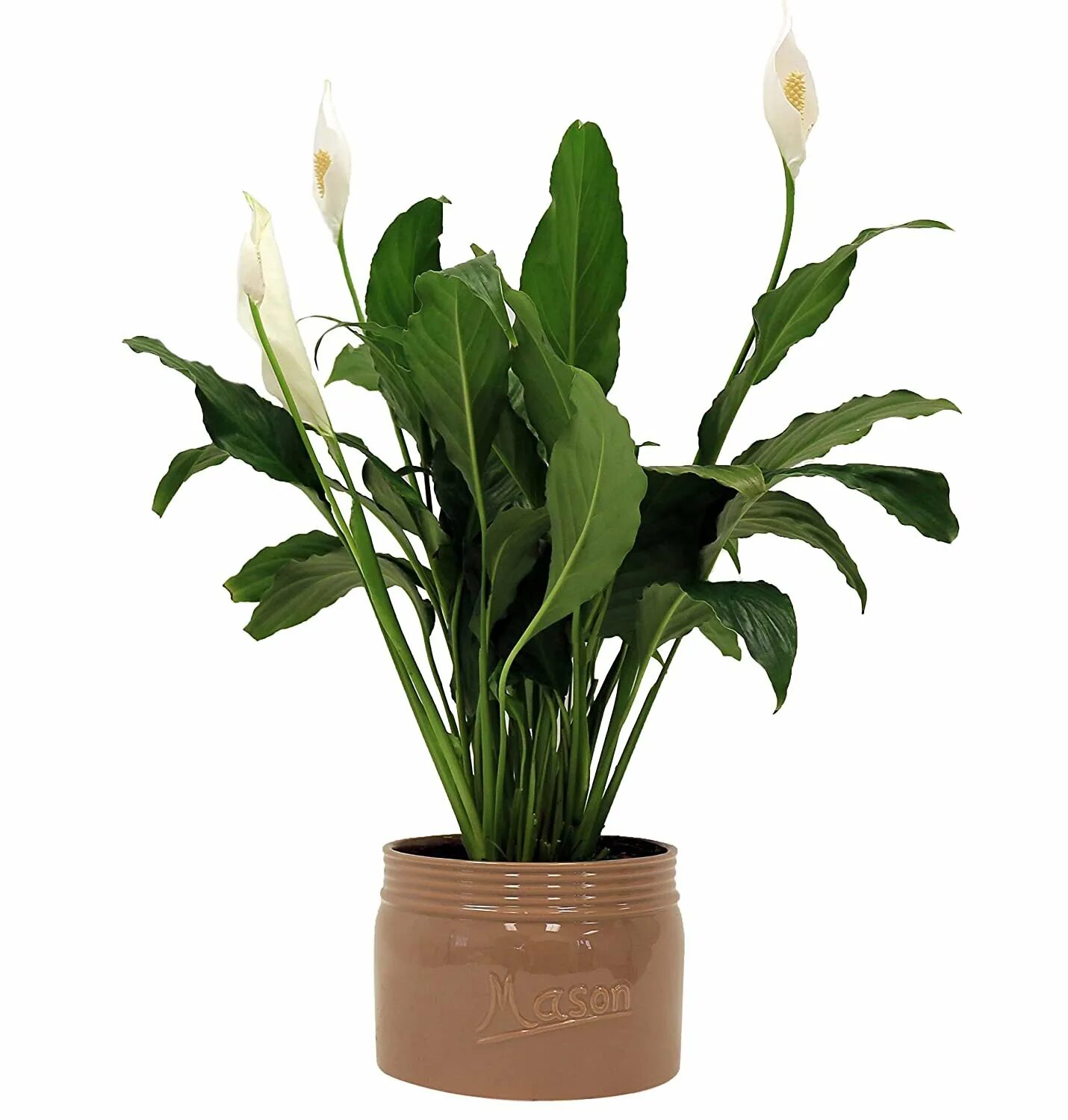 Белокрыльник спатифиллум. Спатифиллум обильноцветущий Spathiphyllum floribundum. Спатифиллум геликониелистный. Сухой спатифиллум