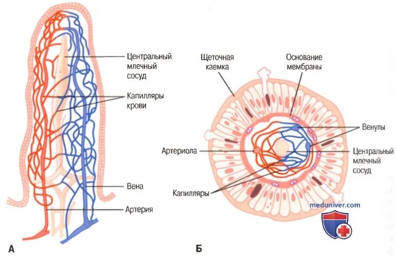 Продольный разрез тонкой кишки. Всасывание воды происходит в. Всасывание воды в тонком кишечнике.