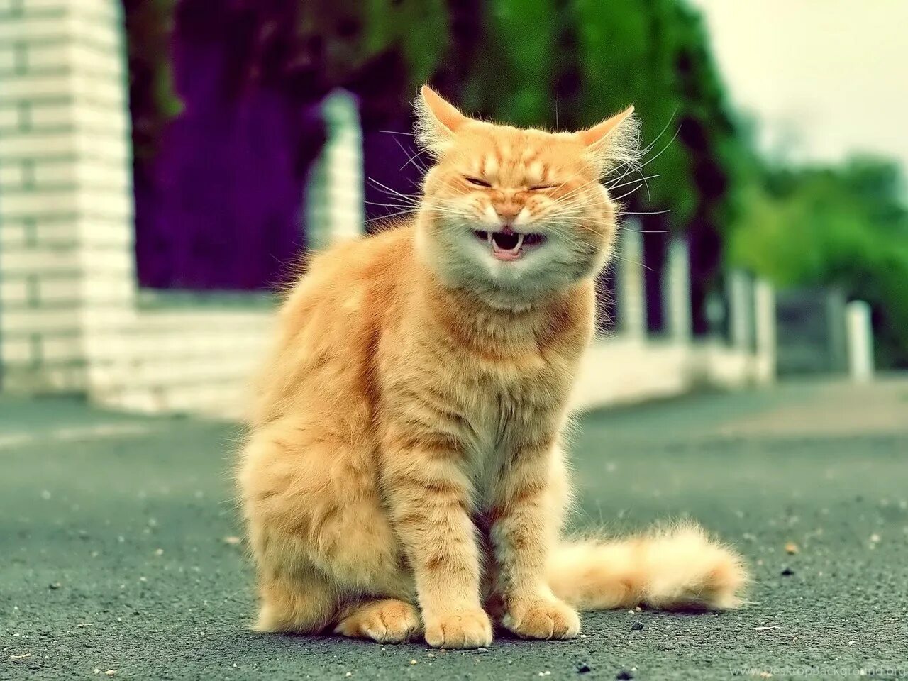 Рыжая картинка прикольные. Смешной рыжий кот. Рыжая кошка. Рыжий кот улыбается. Смешные рыжие коты.